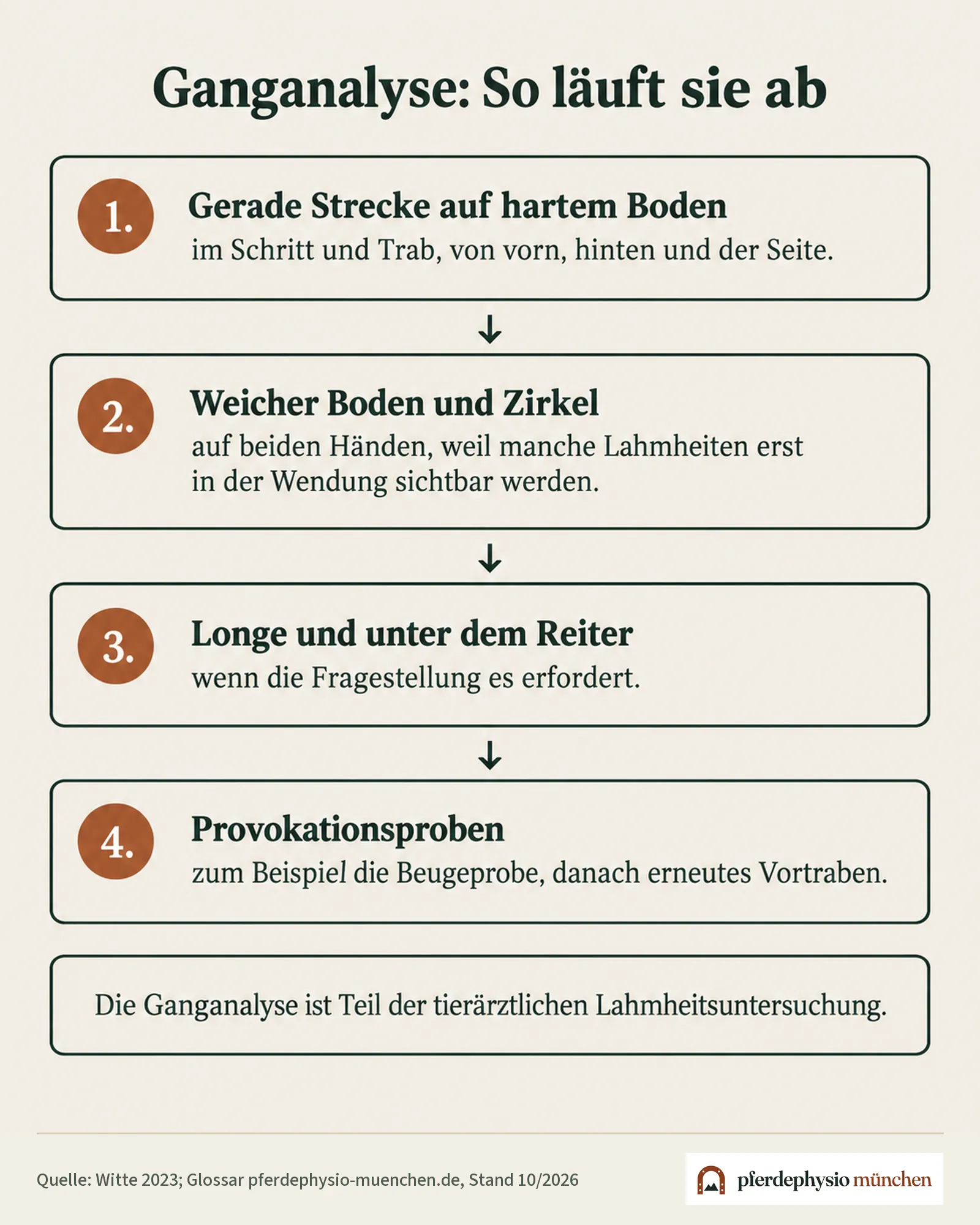 Ablauf einer Ganganalyse beim Pferd in vier Situationen