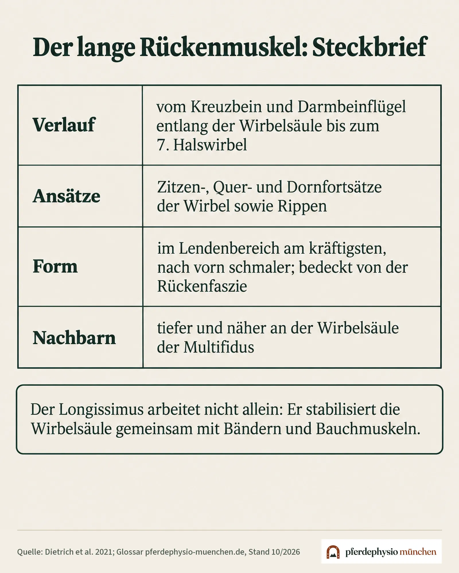Steckbrief des Musculus longissimus dorsi: Verlauf, Ansätze, Form, Nachbarn