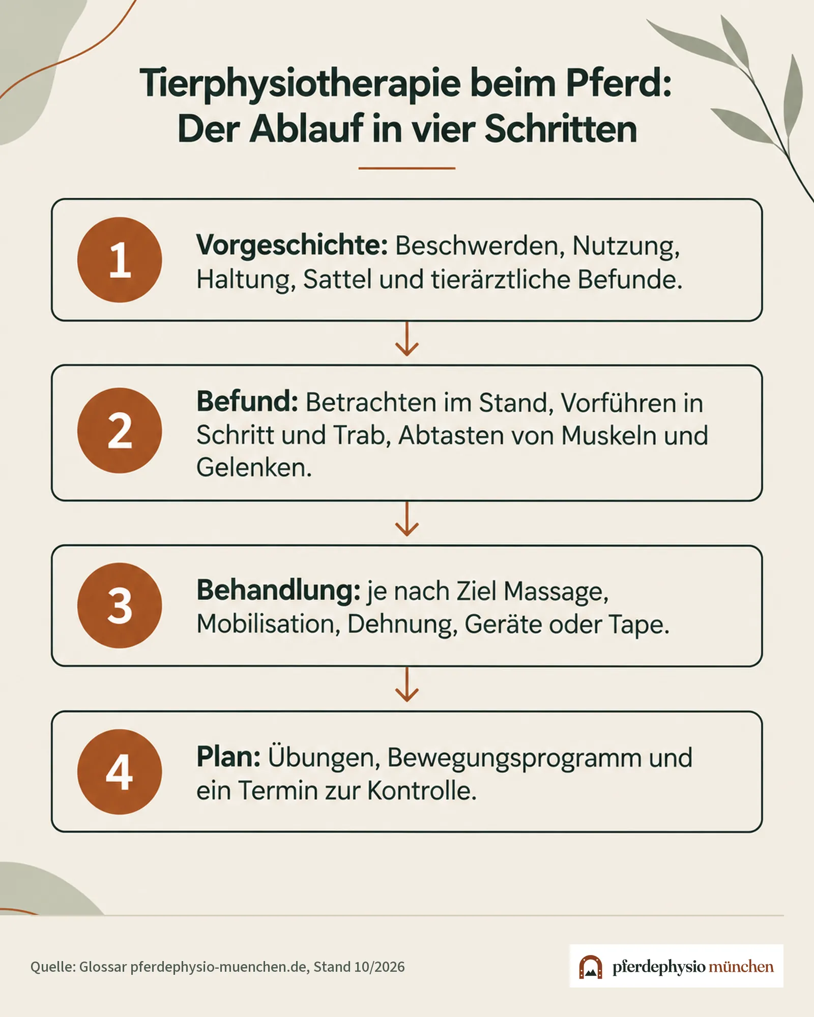 Infografik: Ablauf einer Tierphysiotherapie beim Pferd in vier Schritten – Vorgeschichte, Befund, Behandlung, Plan