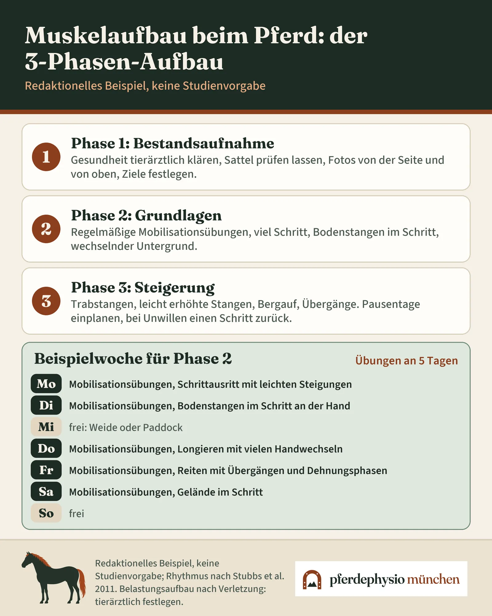Infografik: der 3-Phasen-Aufbau für den Muskelaufbau (1 Bestandsaufnahme, 2 Grundlagen, 3 Steigerung) mit redaktioneller Beispielwoche für Phase 2: Übungen an fünf Tagen, Mittwoch und Sonntag frei.