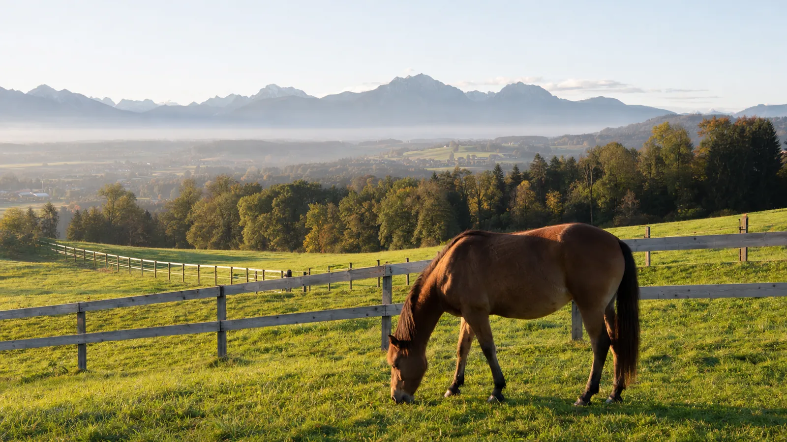 Pferd auf einer Weide im Münchner Umland